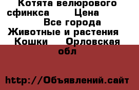 Котята велюрового сфинкса. .. › Цена ­ 15 000 - Все города Животные и растения » Кошки   . Орловская обл.